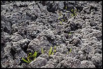 Ferns and lava rocks covered with moss. Big Island, Hawaii, USA (color)