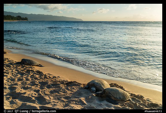 Sea turtles on Laniakea Beach, North Shore. Oahu island, Hawaii, USA (color)