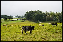 Longhorn cows in pasture, Waimea. Big Island, Hawaii, USA ( color)