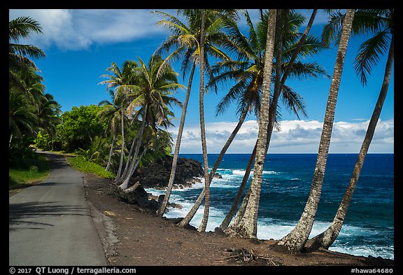 Oceanside road with palm trees, Puna. Big Island, Hawaii, USA (color)