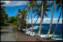 Oceanside road with palm trees, Puna. Big Island, Hawaii, USA ( color)