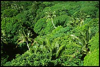 Tropical vegetation. Aunuu Island, American Samoa