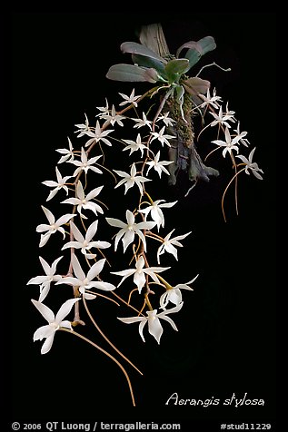 Aerangis stylosa. A species orchid