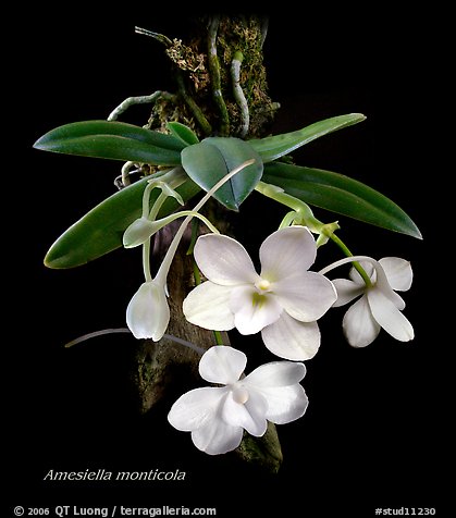 Amesiella monticola. A species orchid (color)