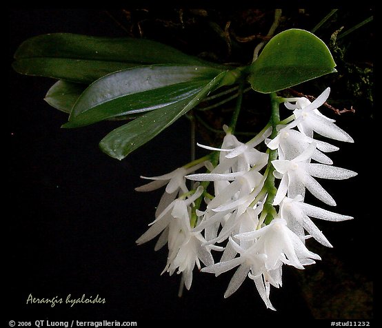 Arerangis hyaloides. A species orchid