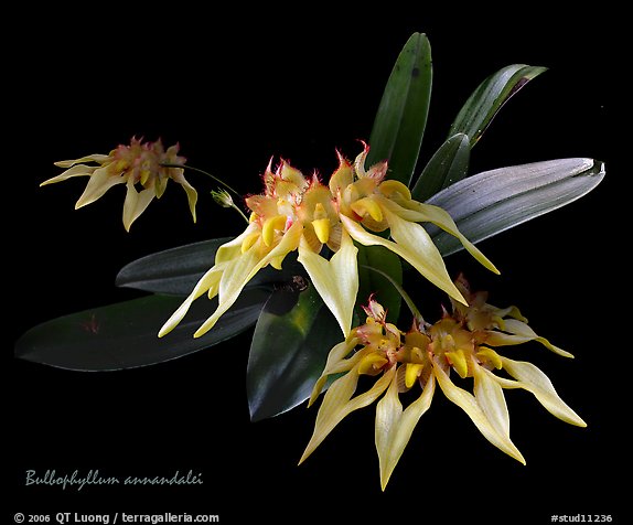 Bulbophyllum annandalei. A species orchid (color)