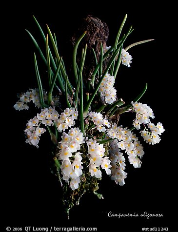 Capanemia uliginosa. A species orchid