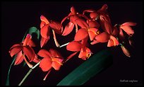 Cochlioda noezliana. A species orchid (color)