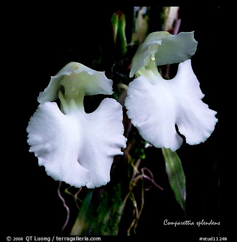 Studio/studarettia splendens. A species orchid