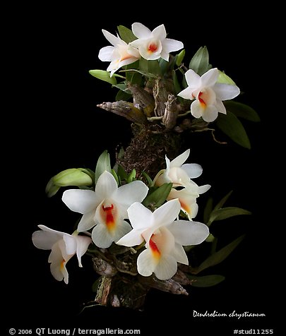 Dendrobium chrystianum. A species orchid