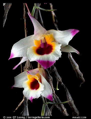 Dendrobium falconeri2. A species orchid (color)