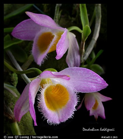 Dendrobium loddigessii. A species orchid