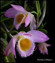 Dendrobium loddigessii. A species orchid