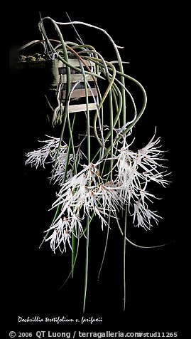 Dendrobium teretifolium. A species orchid (color)