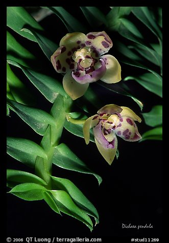 Dichaea pendula. A species orchid