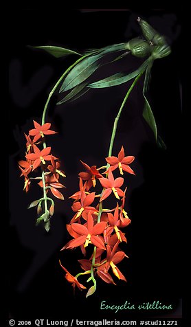 Encyclia vitellina. A species orchid (color)