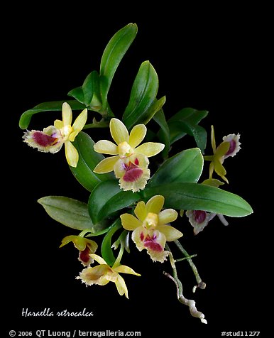 Haraella retrocalca. A species orchid