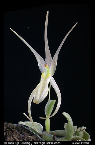 Homalopetallum pumilio. A species orchid