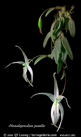 Homalopetalum pumilio. A species orchid