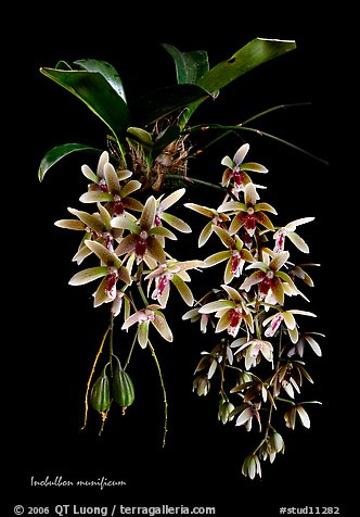 Inobulbon munificum. A species orchid