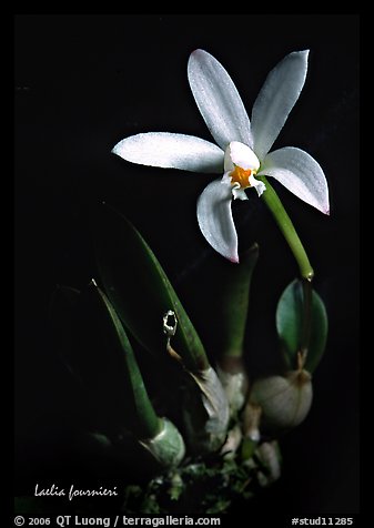 Laelia fournieri. A species orchid