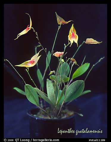 Lepanthes guatalamensis. A species orchid