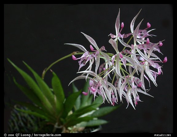 Macroclinium manabinum. A species orchid (color)