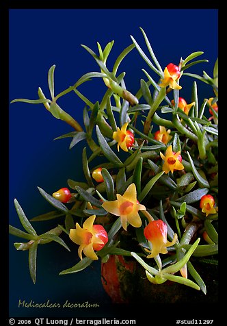 Mediocalcar decoratum. A species orchid