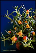 Mediocalcar decoratum. A species orchid (color)