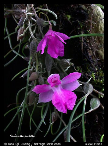 Neolauchia puchella. A species orchid