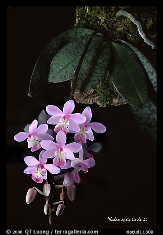 Phalaenopsis lindenii. A species orchid (color)