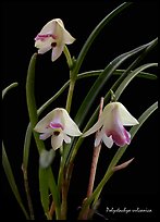 Polystachya vulcanica. A species orchid