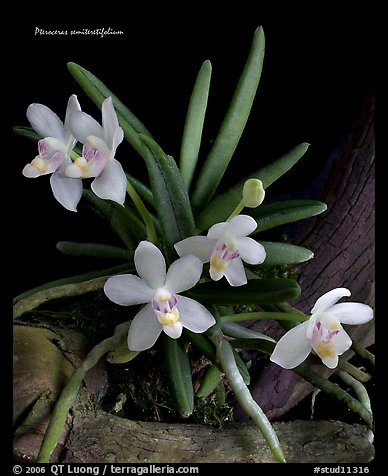 Pteroceras semiteretifolium. A species orchid