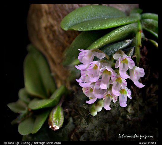 Schoenorchis fragrans. A species orchid (color)