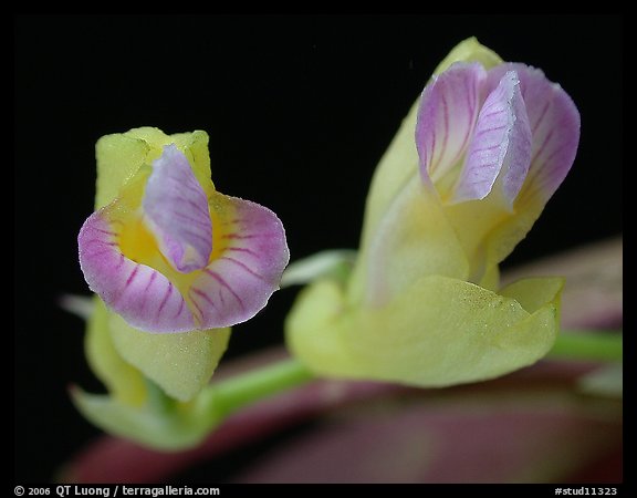 Scleochilus latipetalus. A species orchid