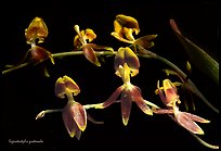 Sigmatostylis guatemala. A species orchid