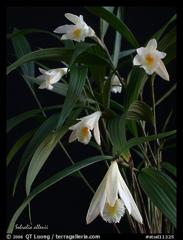 Sobralia allenii. A species orchid (color)