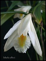 Sobralia allenii. A species orchid (color)