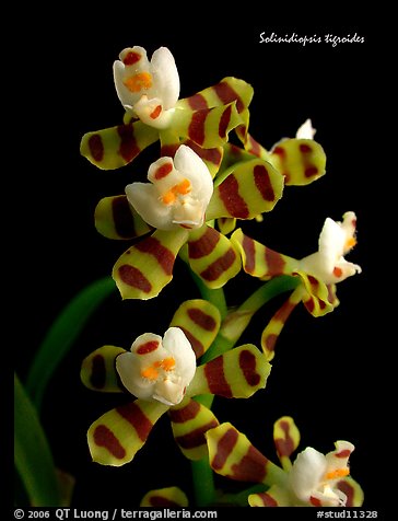 Solinidiopsis tigriodes. A species orchid