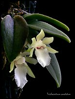 Trichocentrum candidum. A species orchid (color)