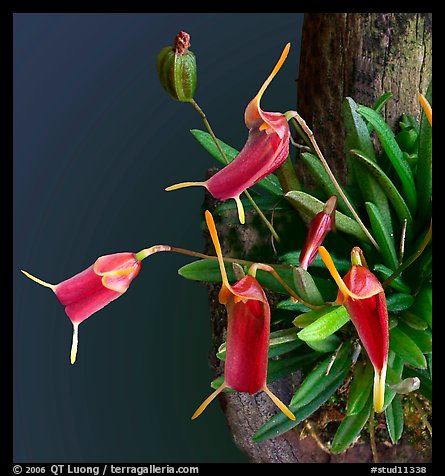Trisetella triglochin. A species orchid
