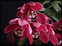 Cymbidium Cherry Cola. A hybrid orchid ( color)