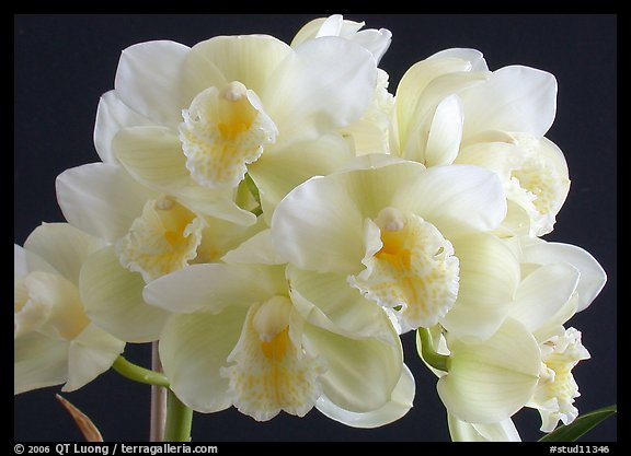 Cymbidium Culpaulin 'Ice Green'. A hybrid orchid