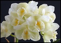 Cymbidium Culpaulin 'Ice Green'. A hybrid orchid