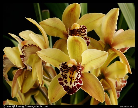 Cymbidium Hybrid. A hybrid orchid (color)