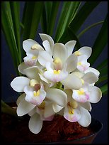 Cymbidium Janis Lin 'Emily Kate'. A hybrid orchid (color)