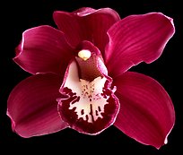 Cymbidium Lady Fire 'Red Angelica'. A hybrid orchid ( color)
