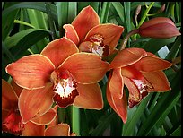 Cymbidium Mighty Sunset 'Annabelle'. A hybrid orchid