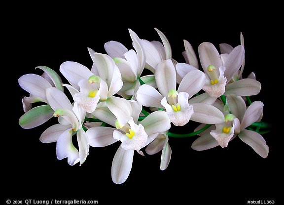 Cymbidium Olymilum 'White Elf'. A hybrid orchid (color)