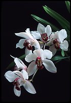 Cymbidium Rincon Lady 'Zita'. A hybrid orchid (color)